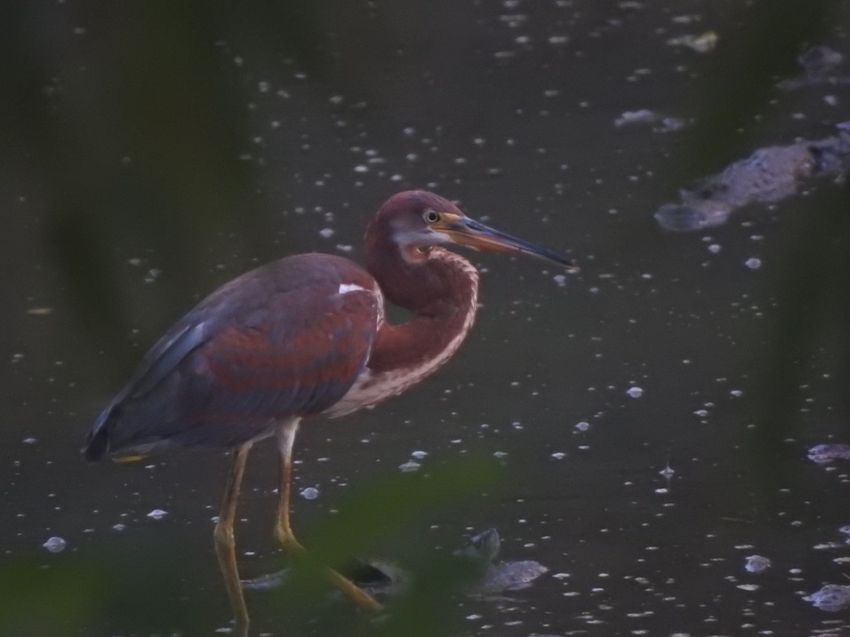 Tricolored Heron - ML606574931