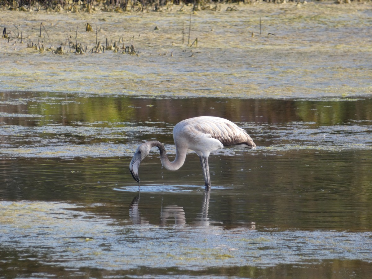 Greater Flamingo - ML606575201