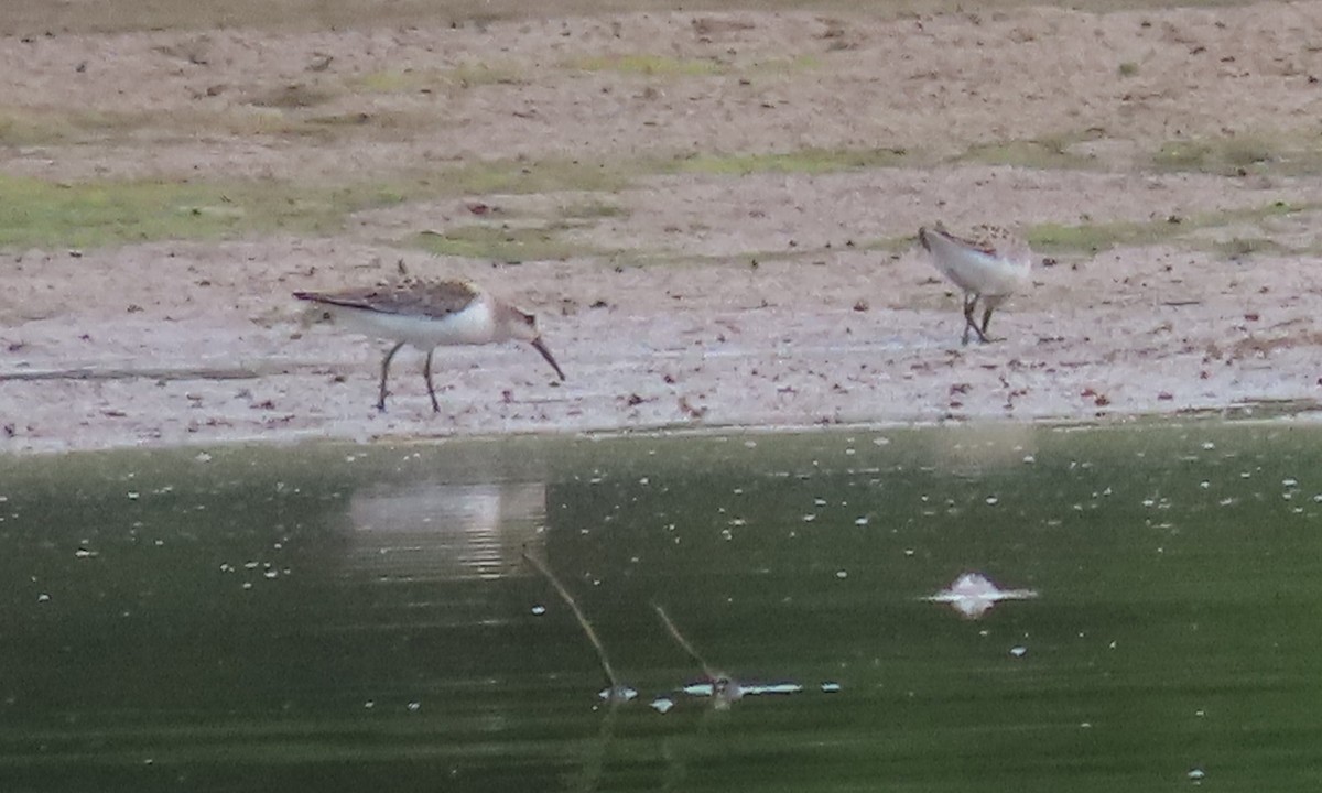 Western Sandpiper - ML606575411