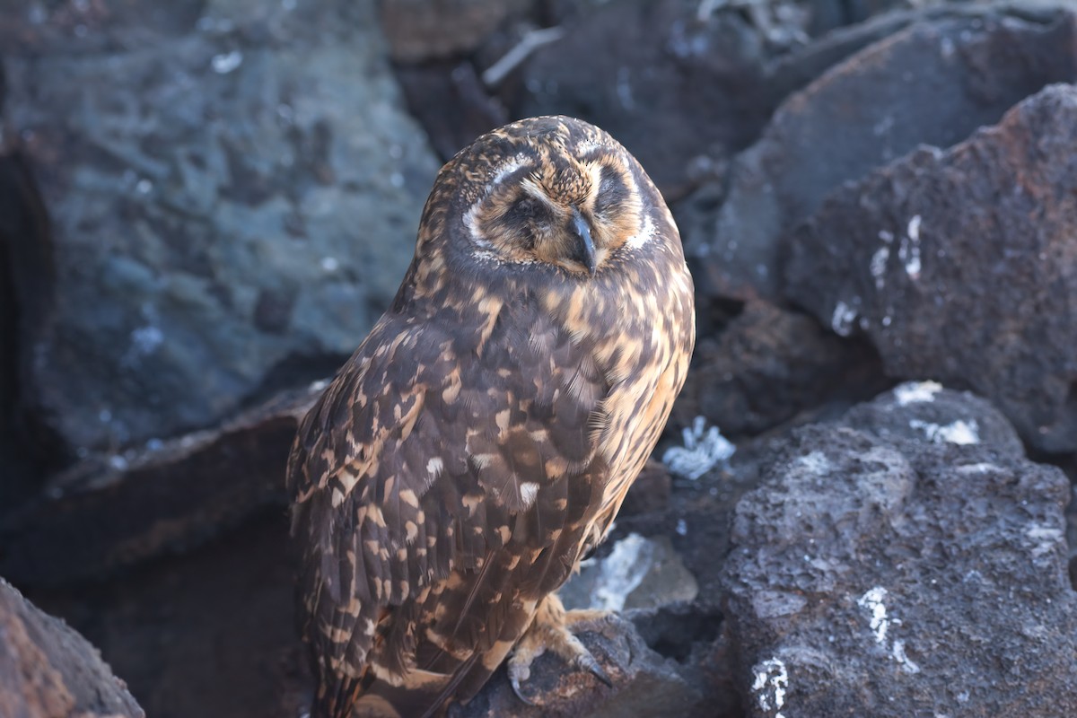 Short-eared Owl (Galapagos) - Preeti Schatzman