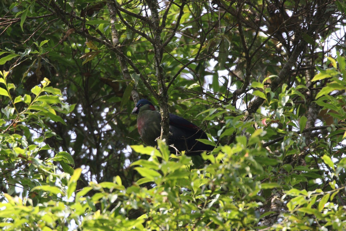 Rwenzori Turaco - Michael Blust