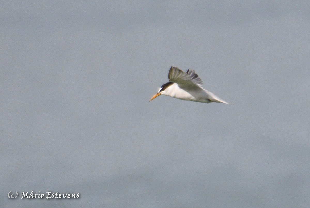 Little Tern - ML606576491