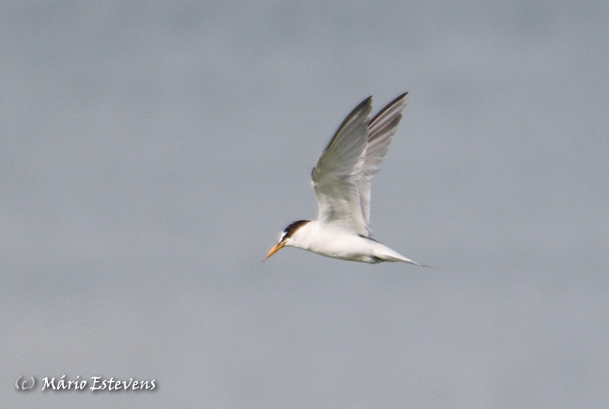 Little Tern - ML606576501