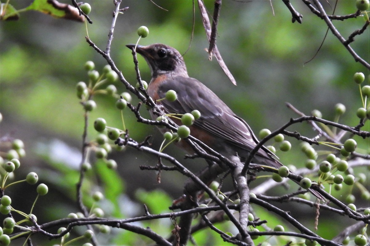 American Robin - ML606577451
