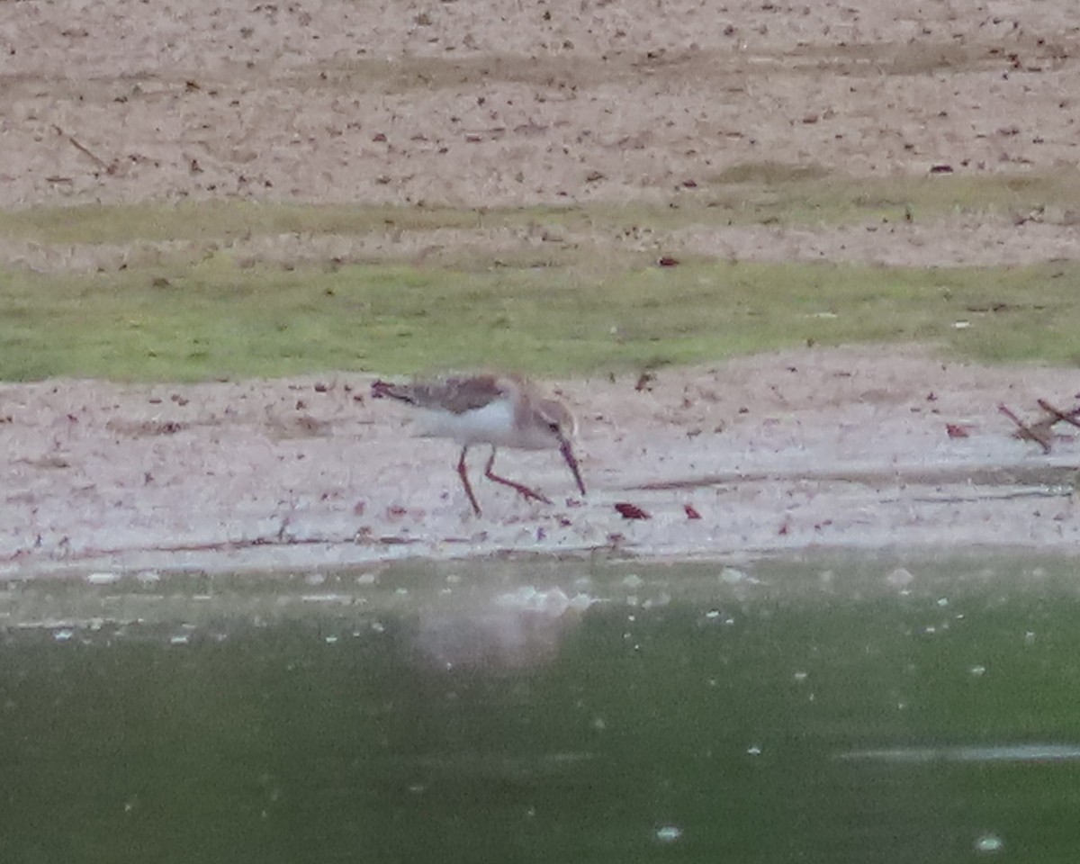 Western Sandpiper - ML606577741