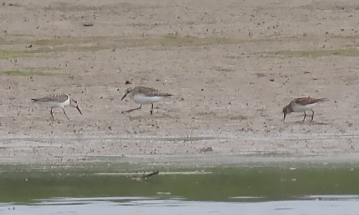 Western Sandpiper - ML606577971