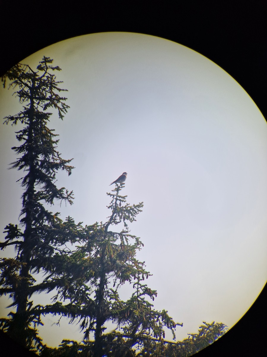 poštolka pestrá - ML606578951