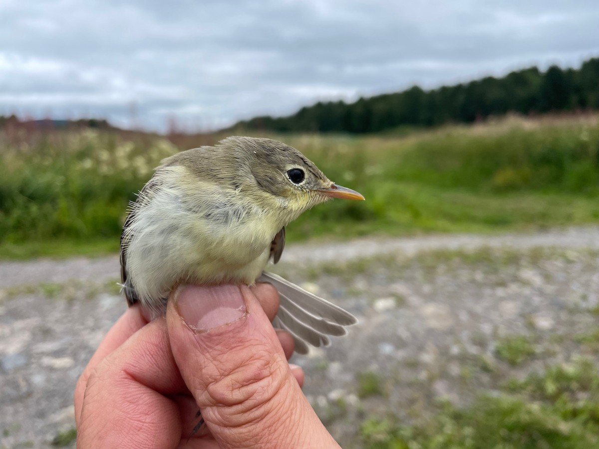 Icterine Warbler - ML606579811