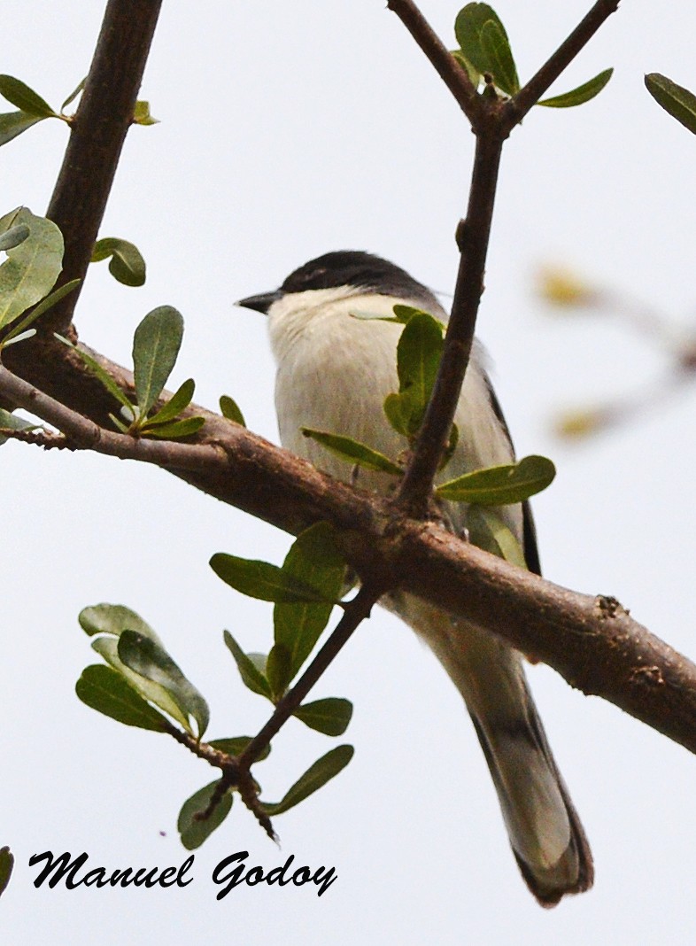 Black-capped Warbling Finch - ML606580271