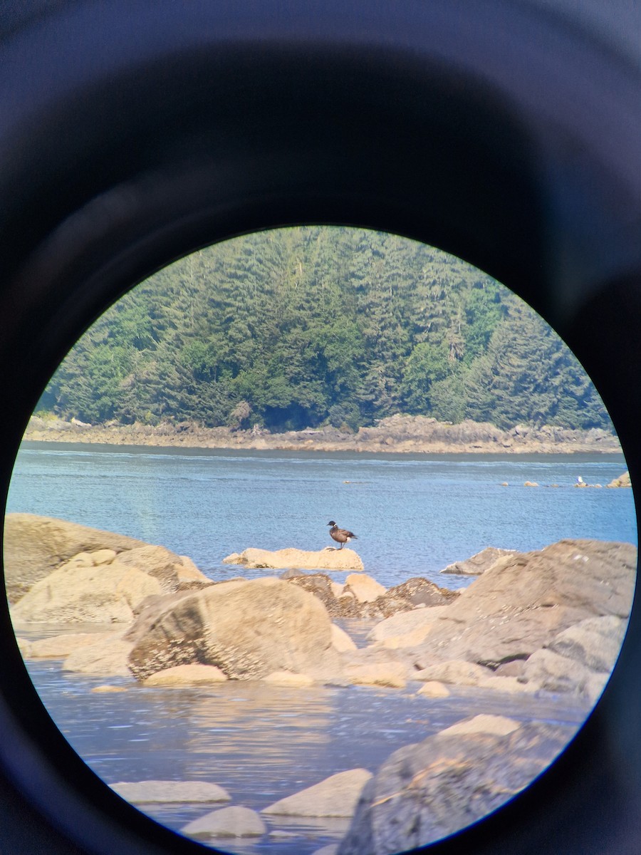 berneška tmavá - ML606580581