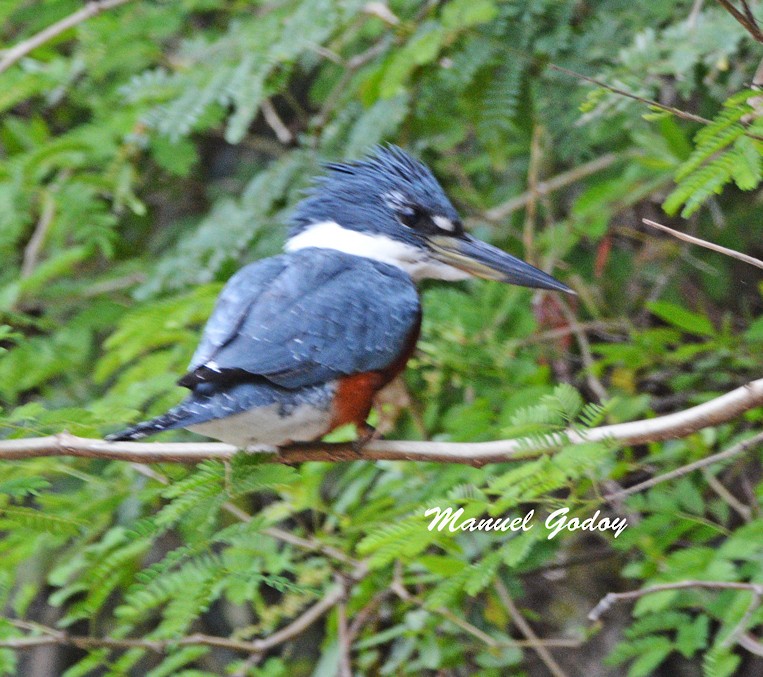 Ringed Kingfisher - ML606580781