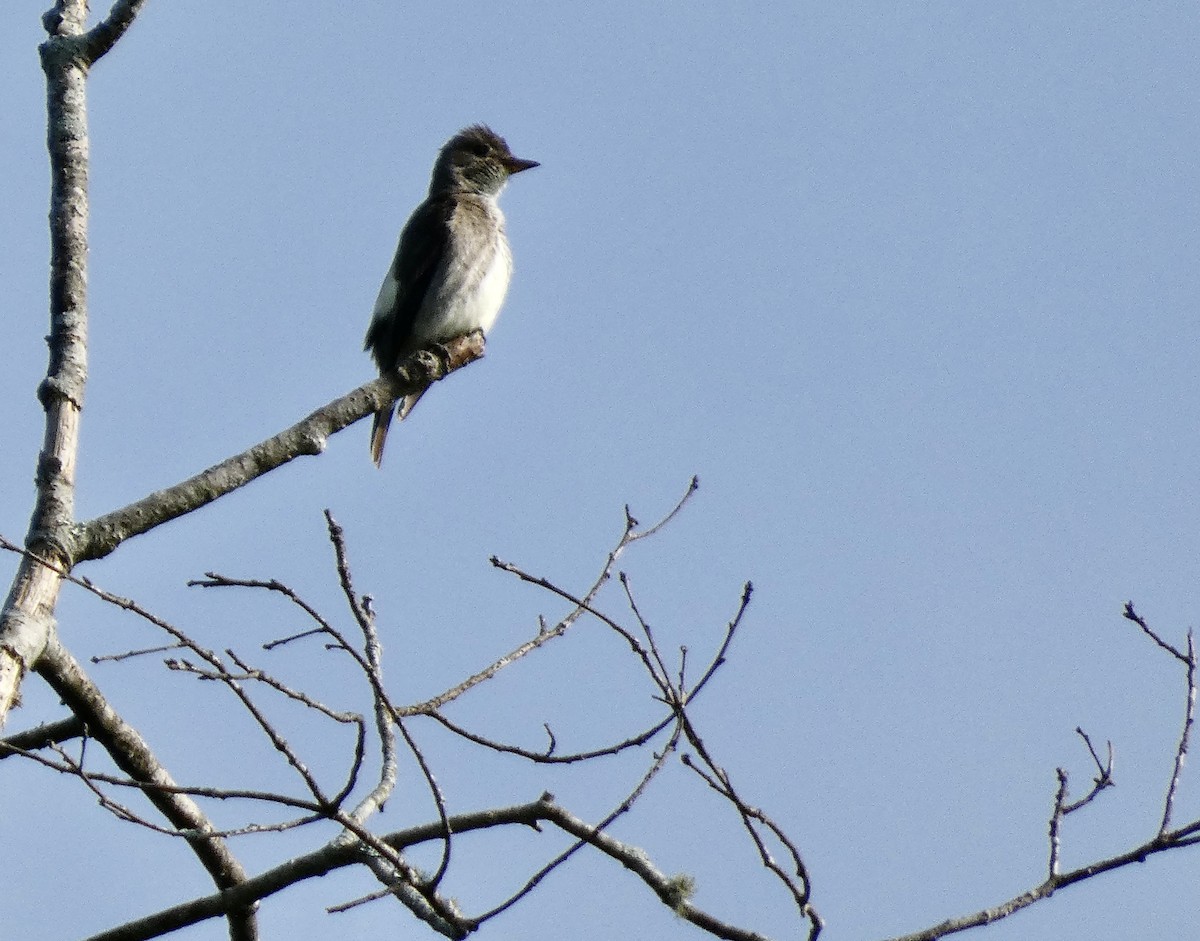 Olive-sided Flycatcher - Kerry Eckhardt