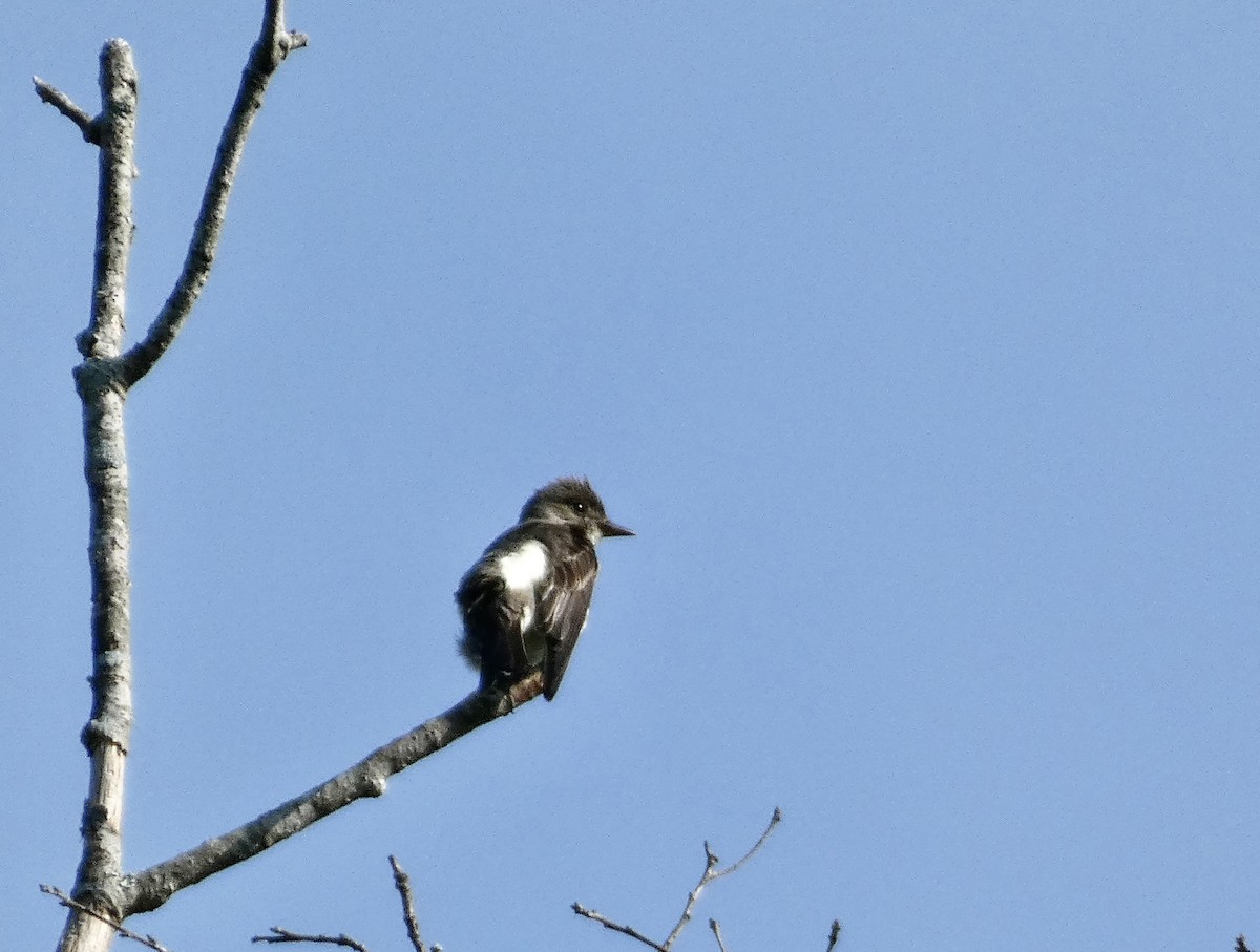 Olive-sided Flycatcher - ML606581521