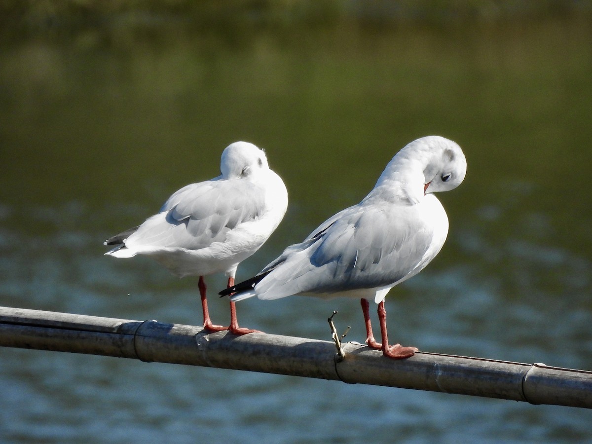 Mouette rieuse - ML606581681
