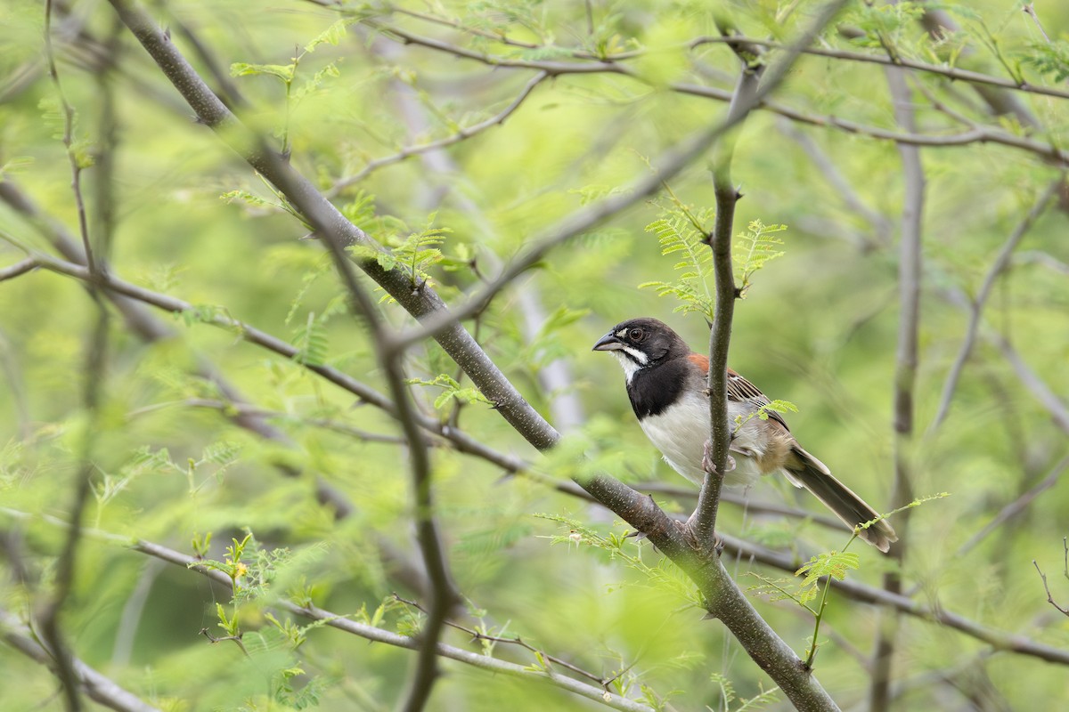 Black-chested Sparrow - Ana Paula Oxom