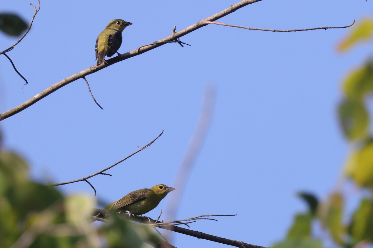 Summer/Scarlet Tanager - ML606583921