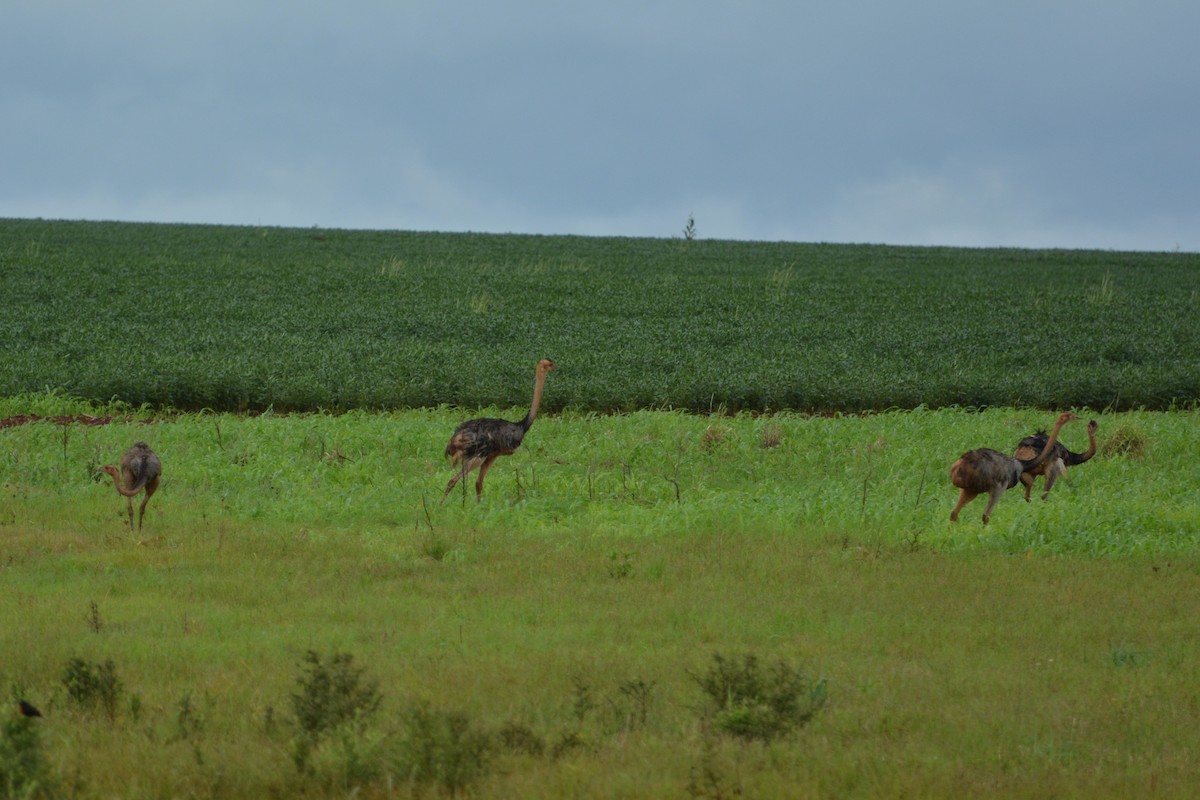 Greater Rhea - ML606584001