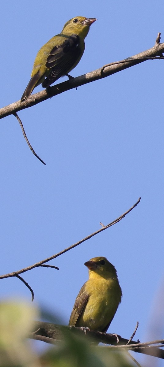 Summer/Scarlet Tanager - Tim Lenz