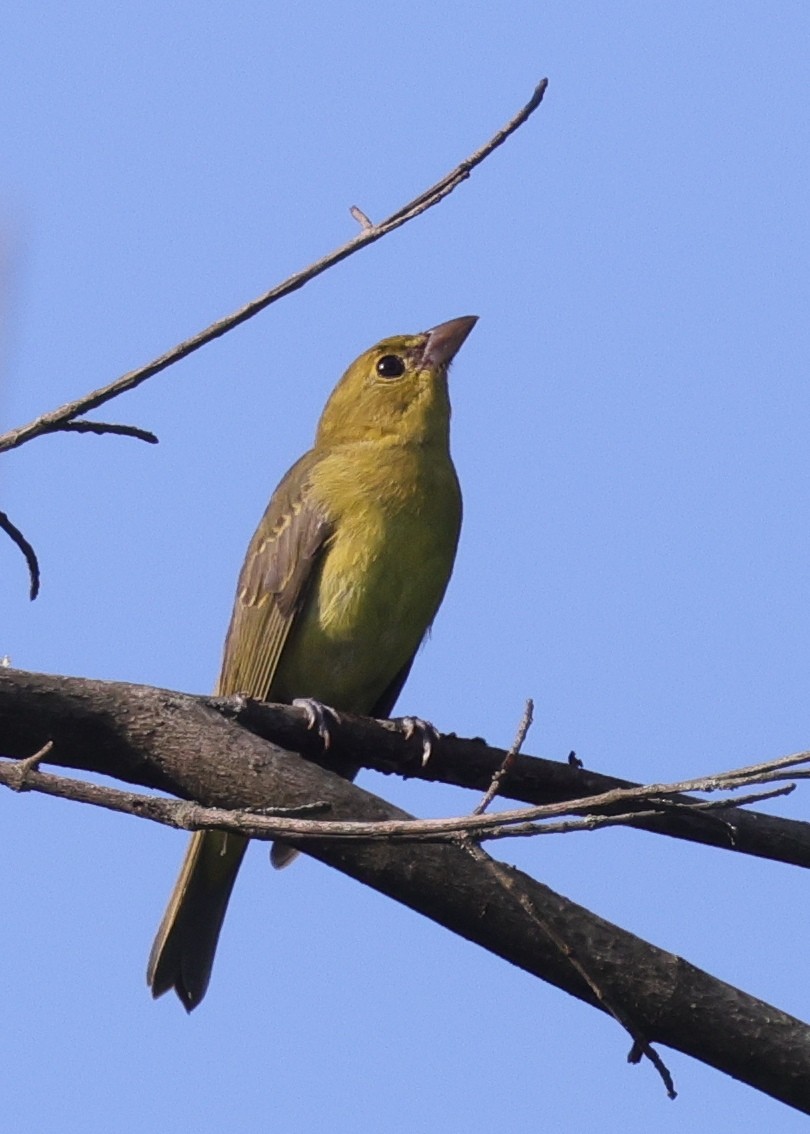 Summer/Scarlet Tanager - ML606584431