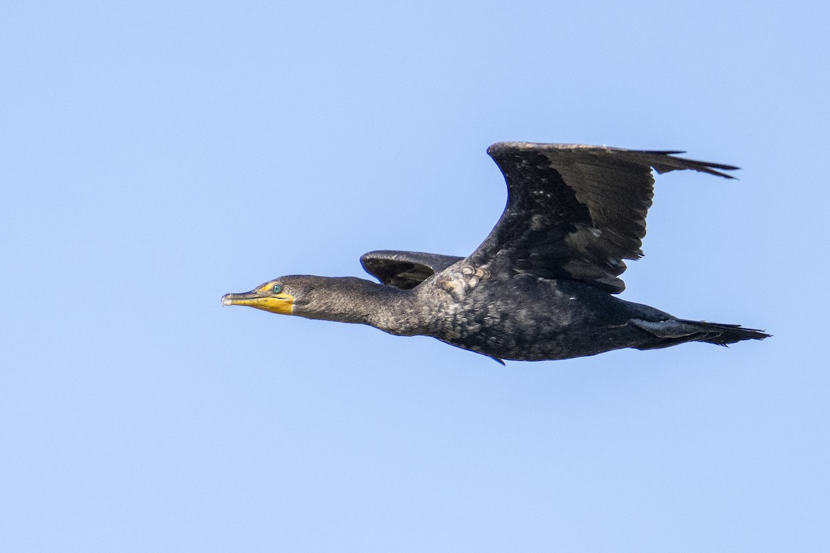 Double-crested Cormorant - Miles Tindal