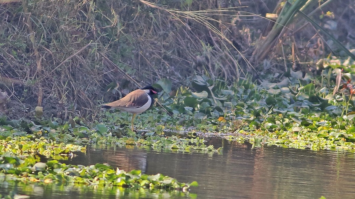 Red-wattled Lapwing - Fatih Izler