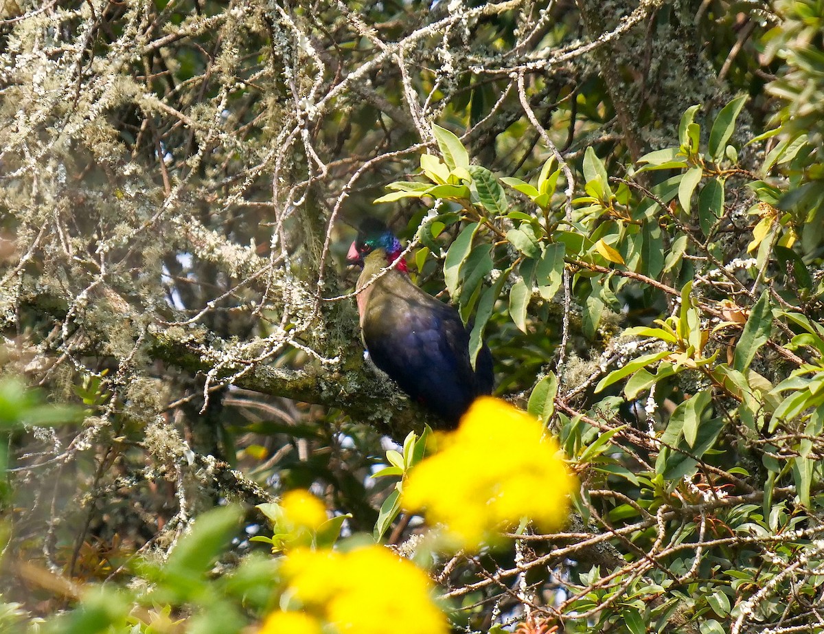 Rwenzori Turaco - Tim Boucher