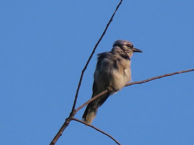 Blue Jay - ML606587021