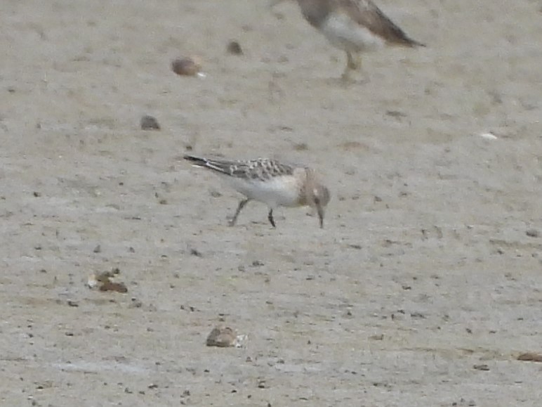 Baird's Sandpiper - ML606588021