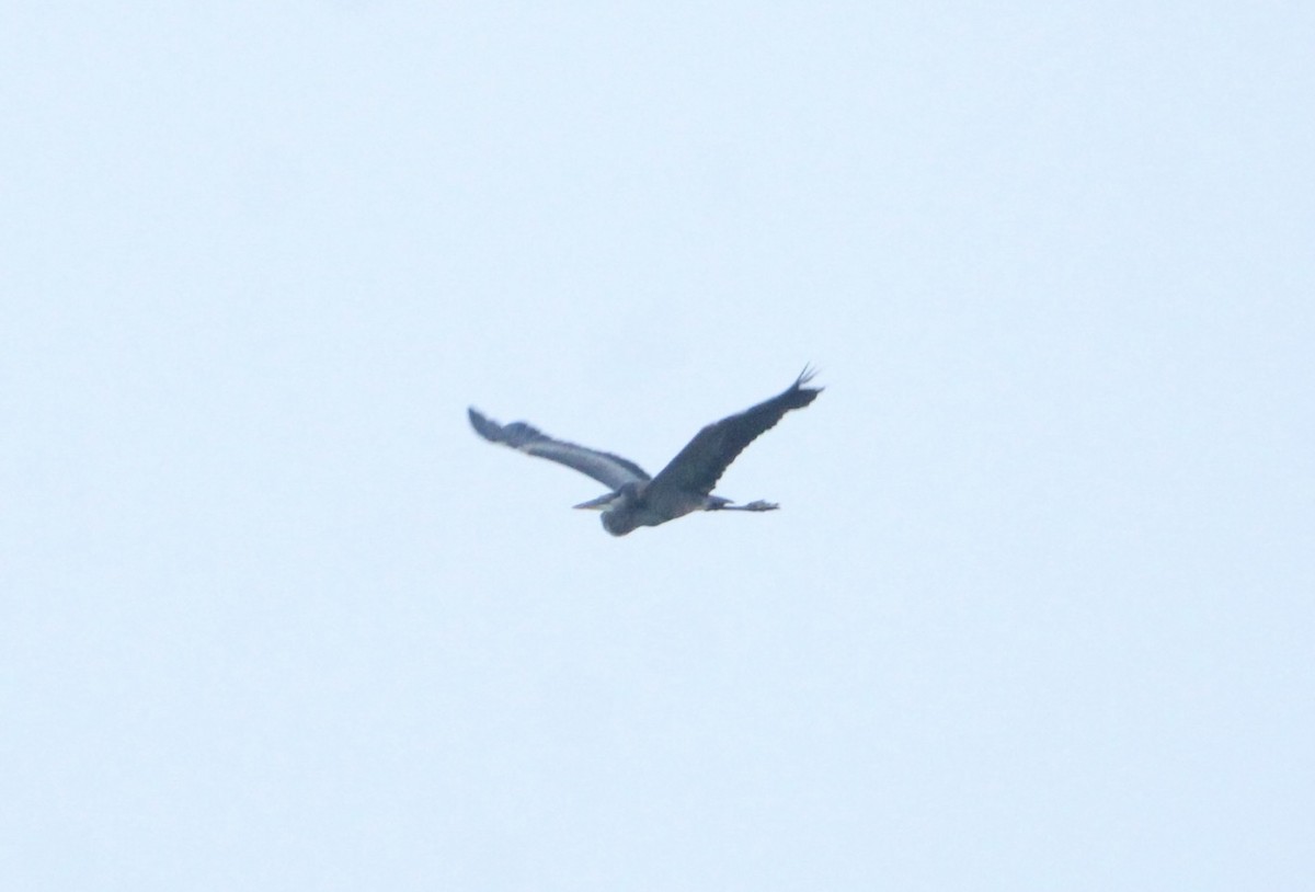 Great Blue Heron - ML606588111