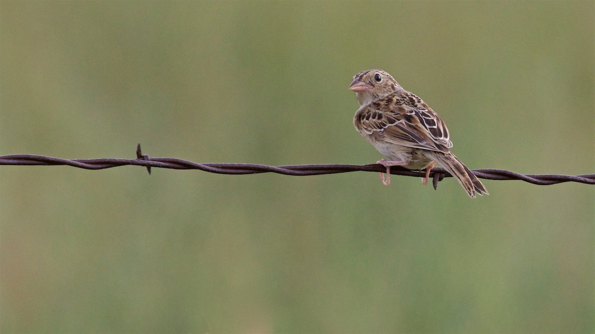 Grasshopper Sparrow - ML606588171