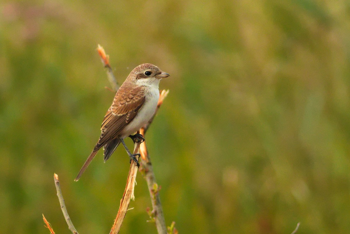 Red-backed Shrike - ML606588731