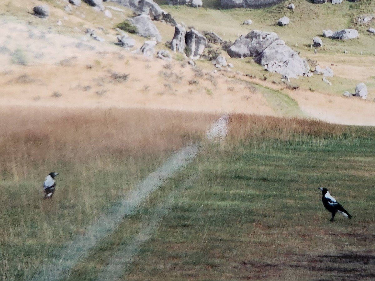 Сорочиця велика - ML606588781