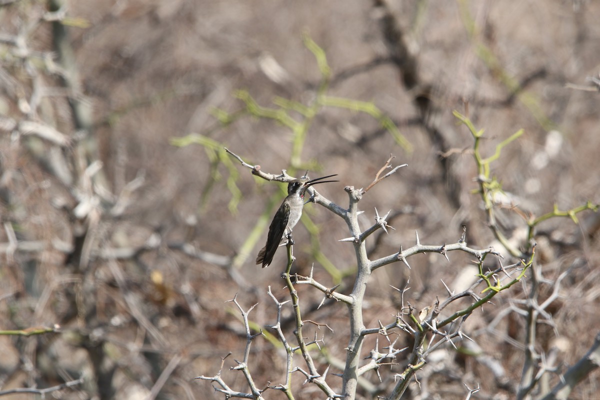 kolibřík achátový - ML606588841