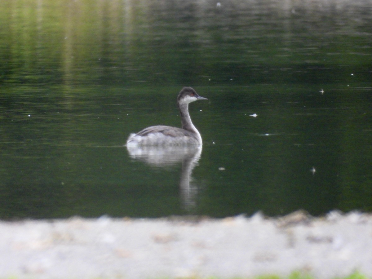 Eared Grebe - Tracy Mosebey