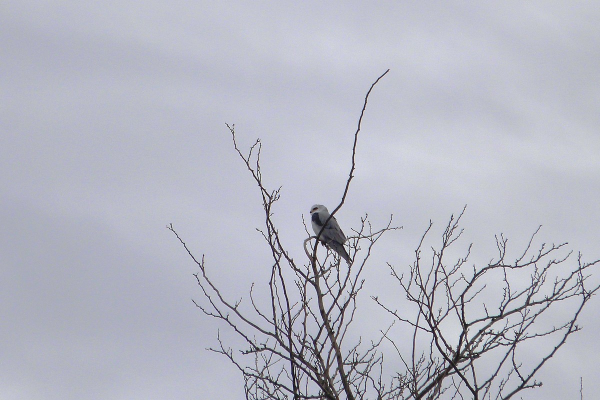 White-tailed Kite - ML606589261