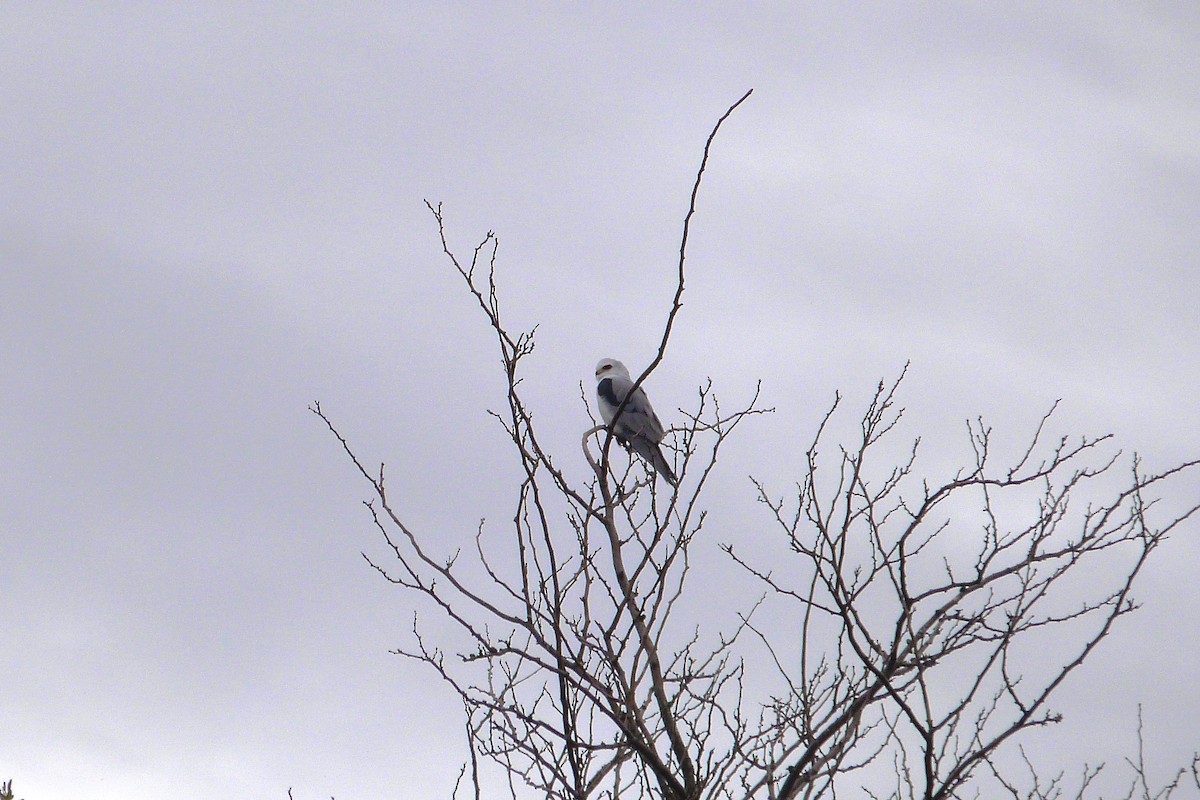 White-tailed Kite - ML606589271