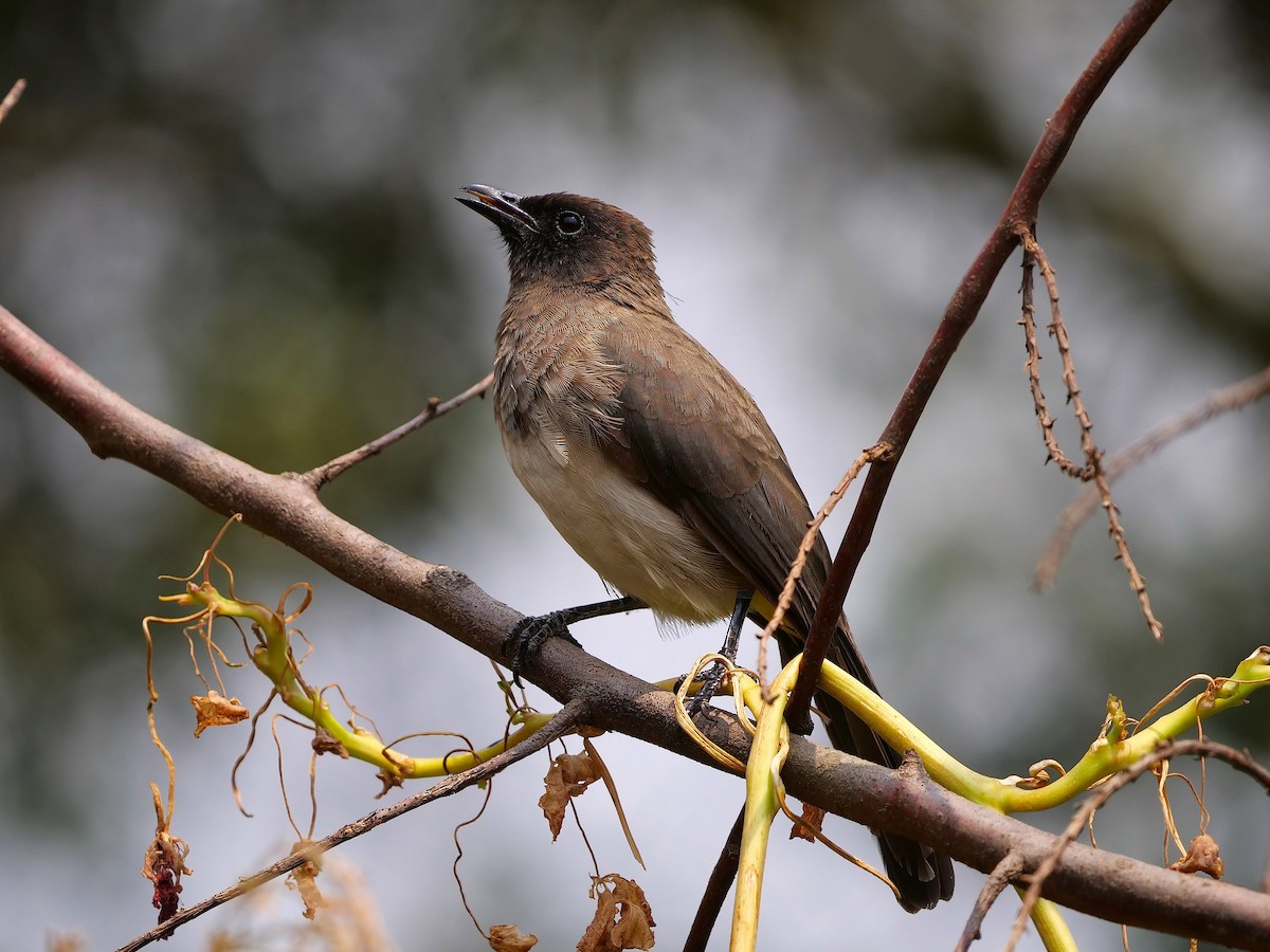 Common Bulbul - ML606589481