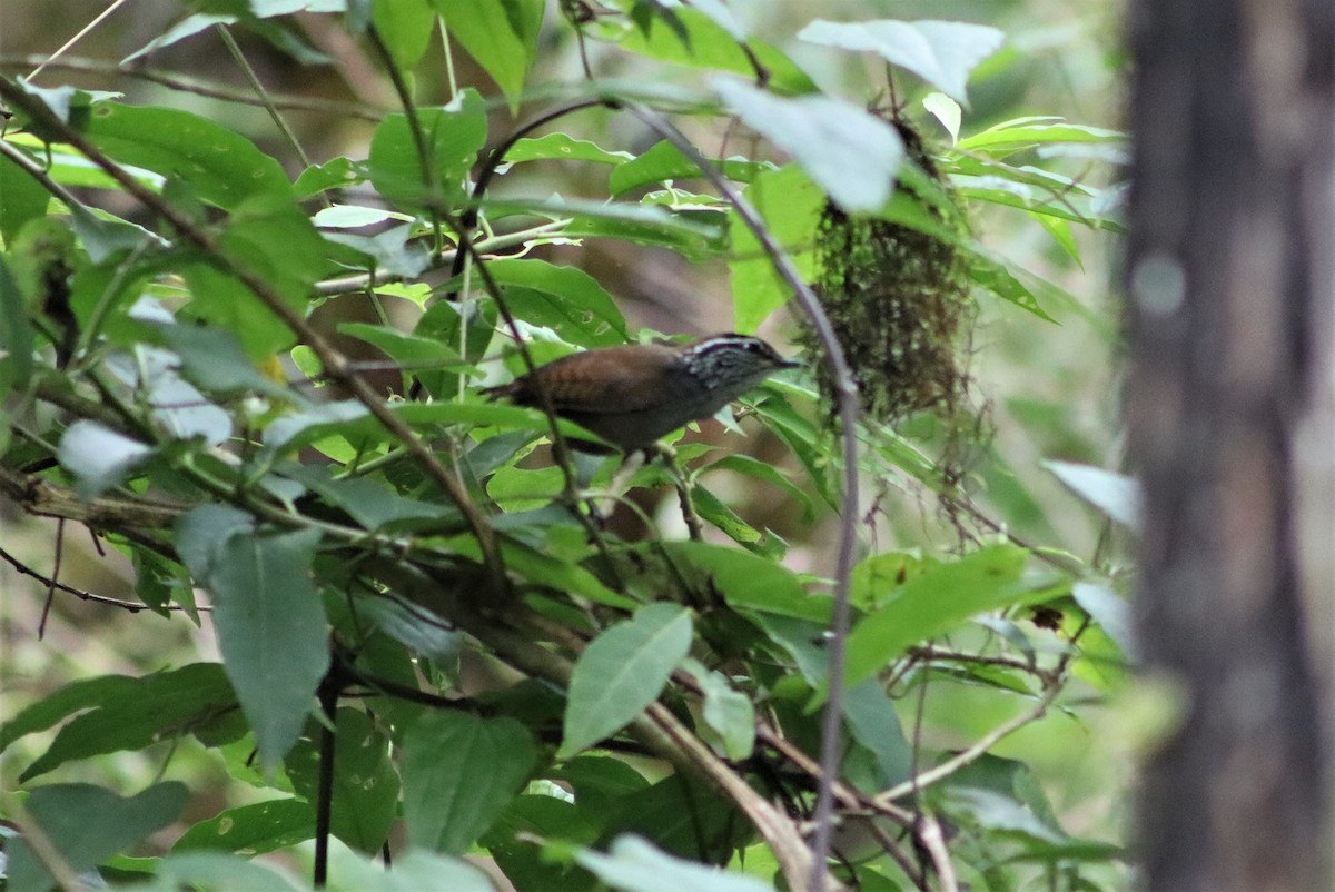 Gray-breasted Wood-Wren - ML606589701