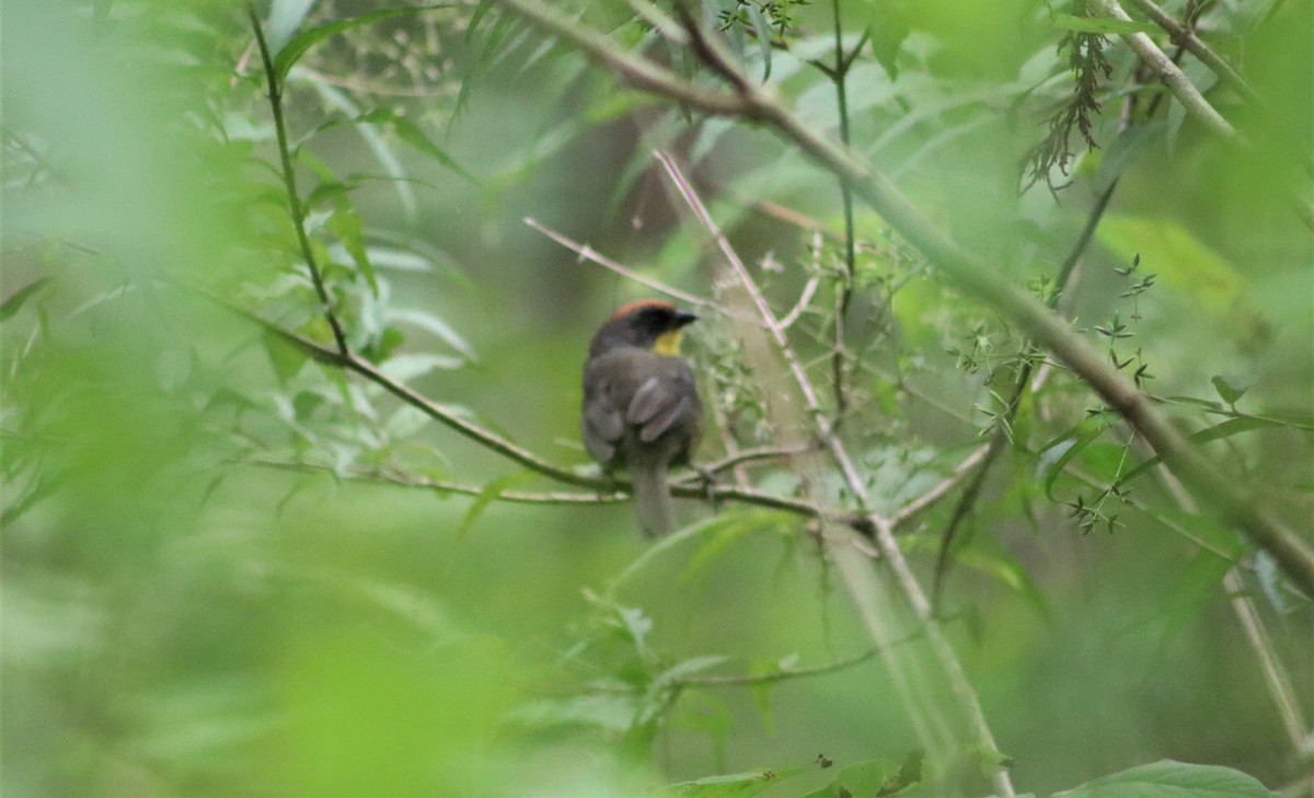 Rufous-capped Brushfinch - ML606590241