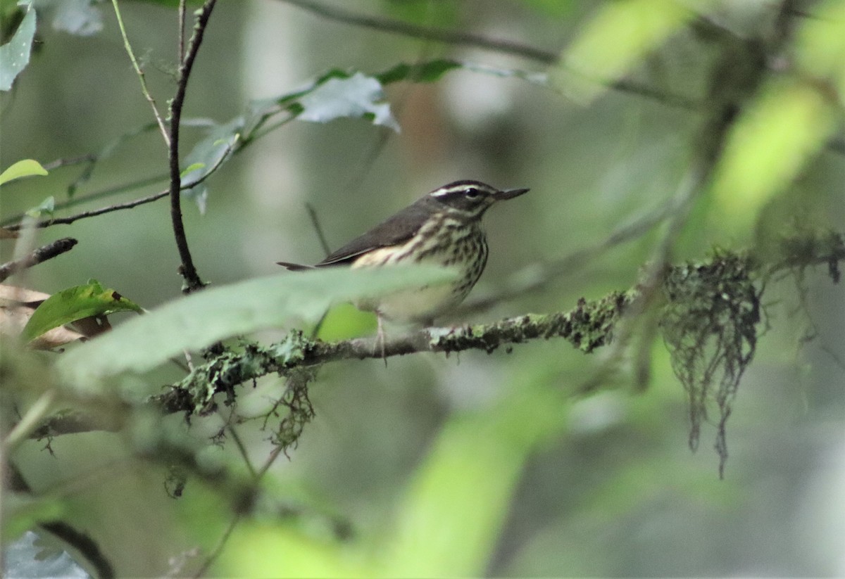 Louisiana Waterthrush - ML606590821