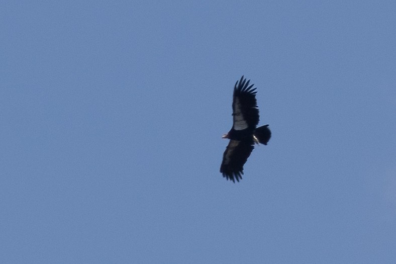 Condor de Californie - ML606591131