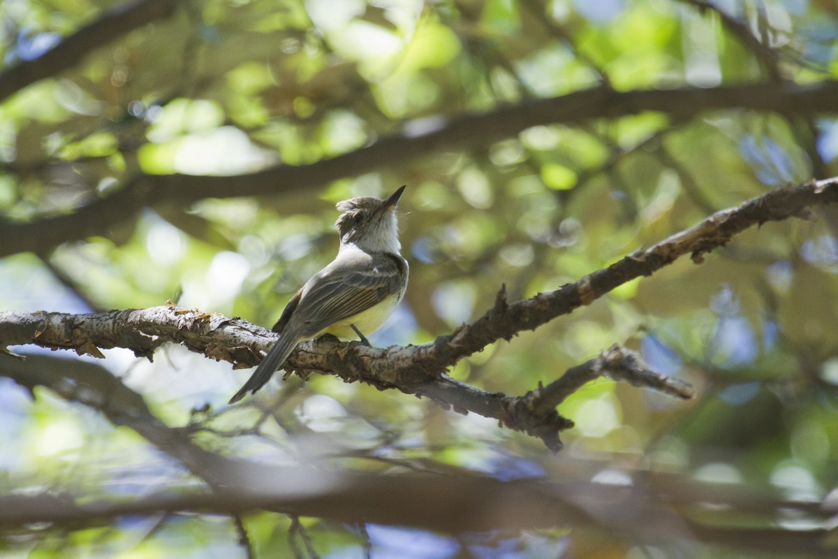 Dusky-capped Flycatcher - ML60659121