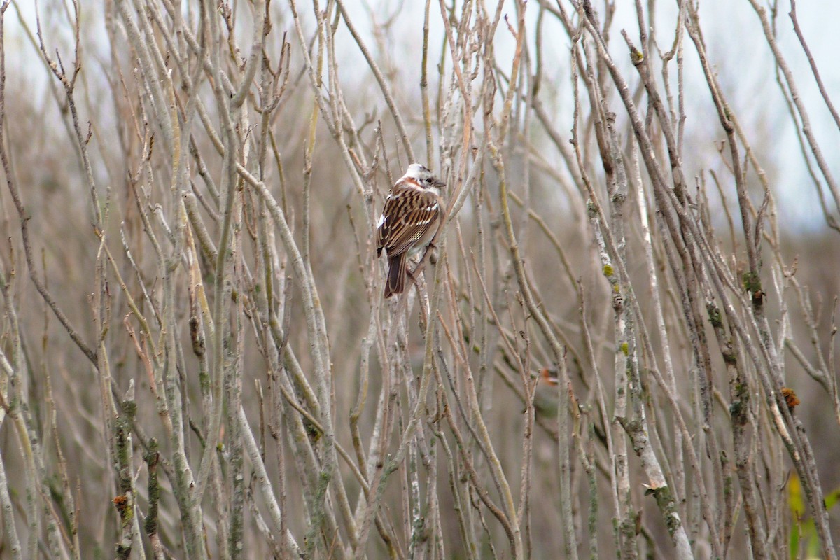 Rufous-collared Sparrow - ML606591291