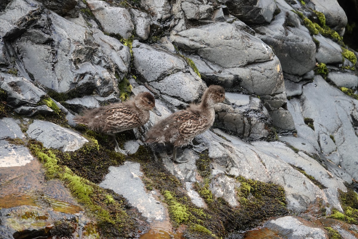 Kerguelen Kılkuyruğu - ML606591331