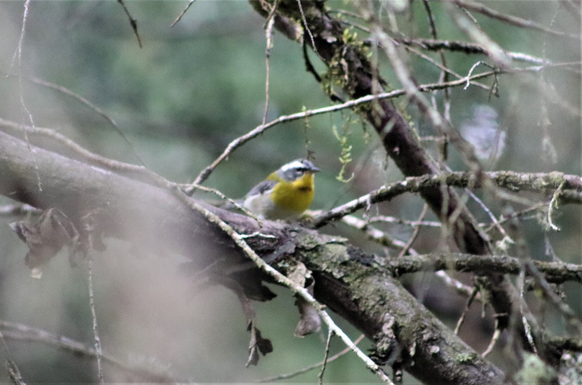 Crescent-chested Warbler - ML606591361
