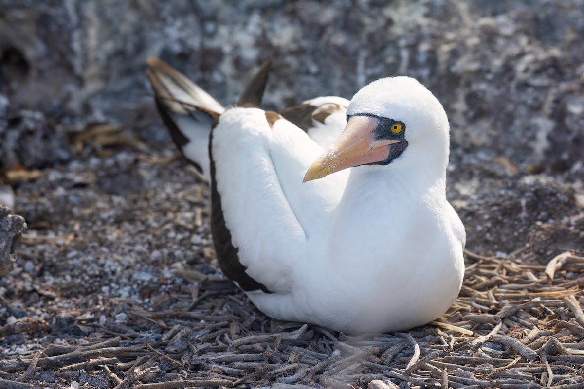 Nazca Booby - ML606591381