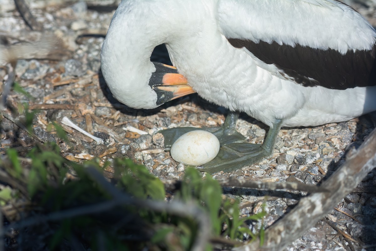 Nazca Booby - ML606591391