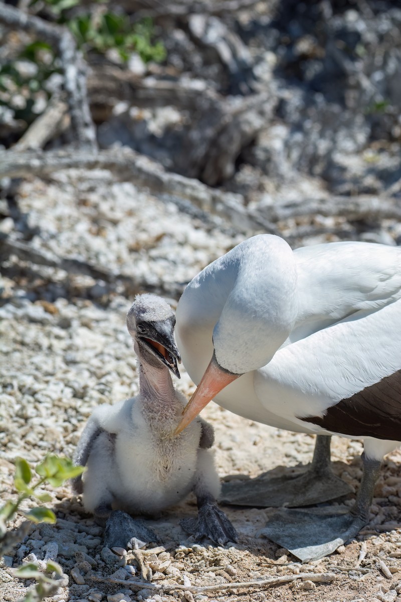 Nazca Booby - ML606591441