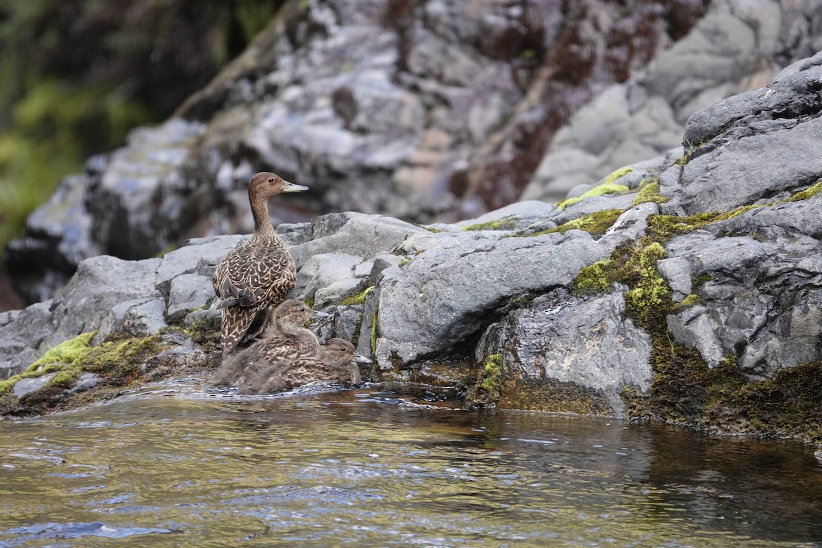 Eaton's Pintail - ML606591481