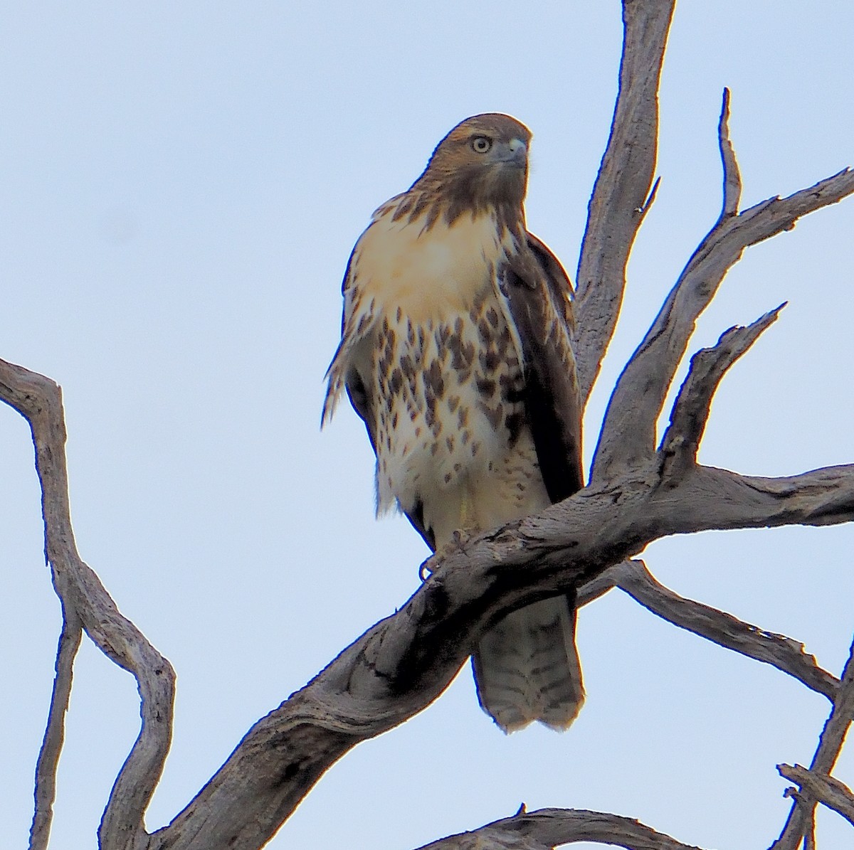 Red-tailed Hawk - ML606591931